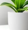 White German Polymer Round Planter Pcup 8 Inch