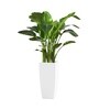 White German Polymer Tall Square Planter Tk 30 Inch