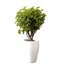 White German Polymer Tall Round Planter Vnr 18 Inch