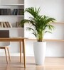 White German Polymer Tall Round Planter Vnr 24 Inch