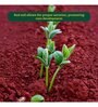 Garden Red Soil