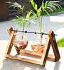 Glass Planter Glass & Wood Planter