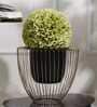 Gloria Riga Black & Gold Metal Planter Gloria Riga Black & Gold Metal Planter