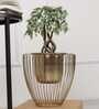 Gloria Riga Gold Metal Planter- Small Gloria Riga Gold Metal Planter- Small