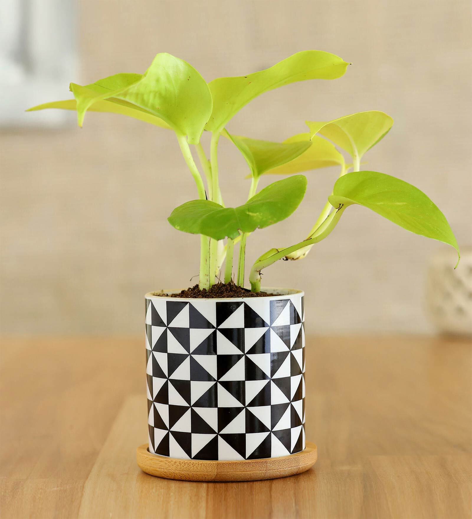Golden Money Natural Plant In Abstract Wooden Plate Ceramic Pot