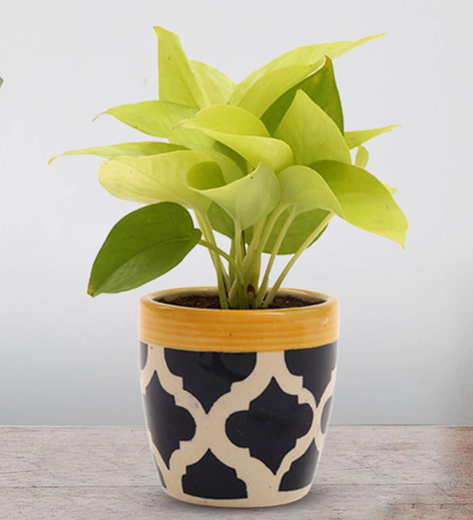 Golden Money Natural Plant In Blue Ceramic Pot,
