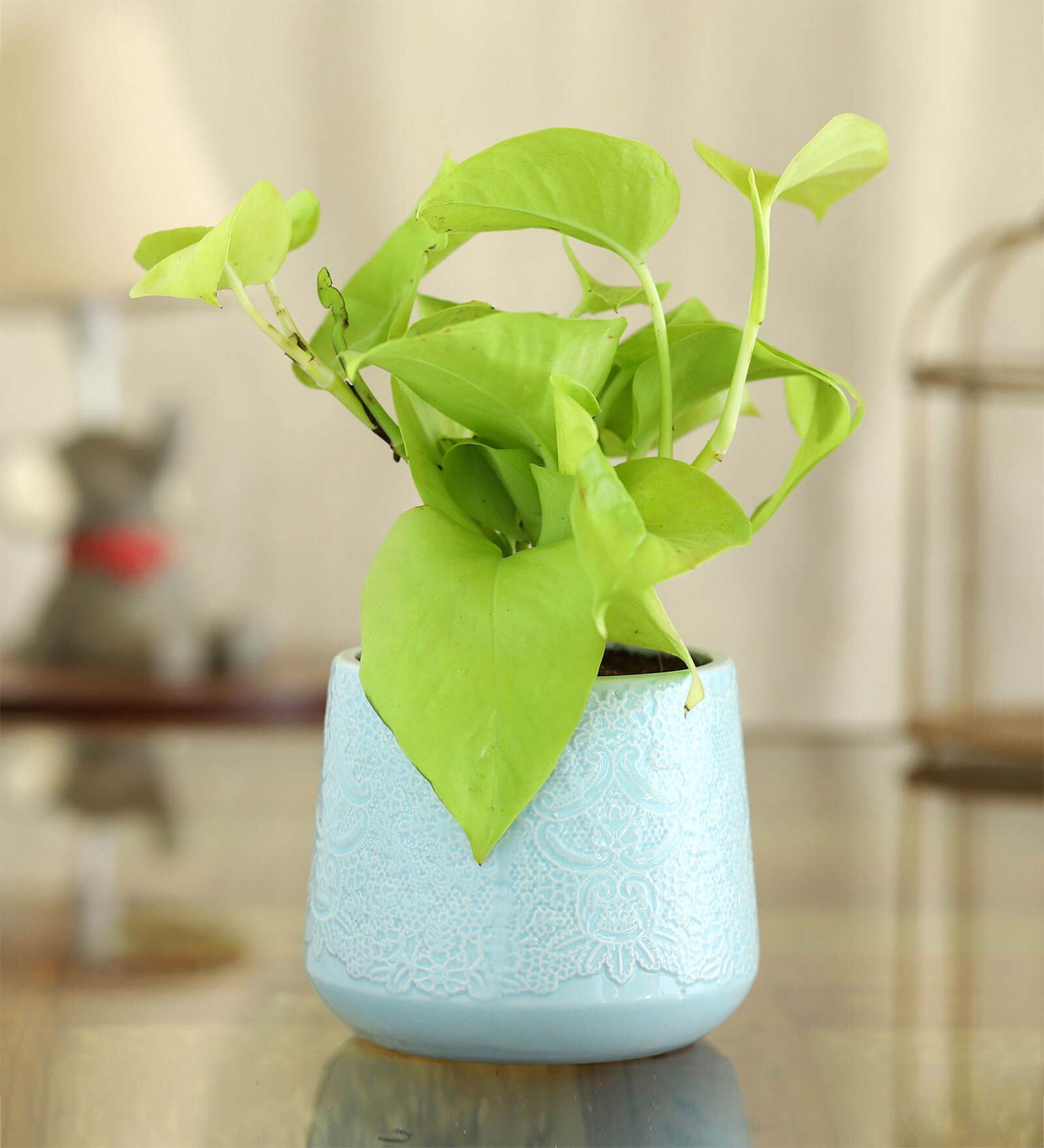 Golden Money Natural Plant In Blue Flower Design Ceramic Pot