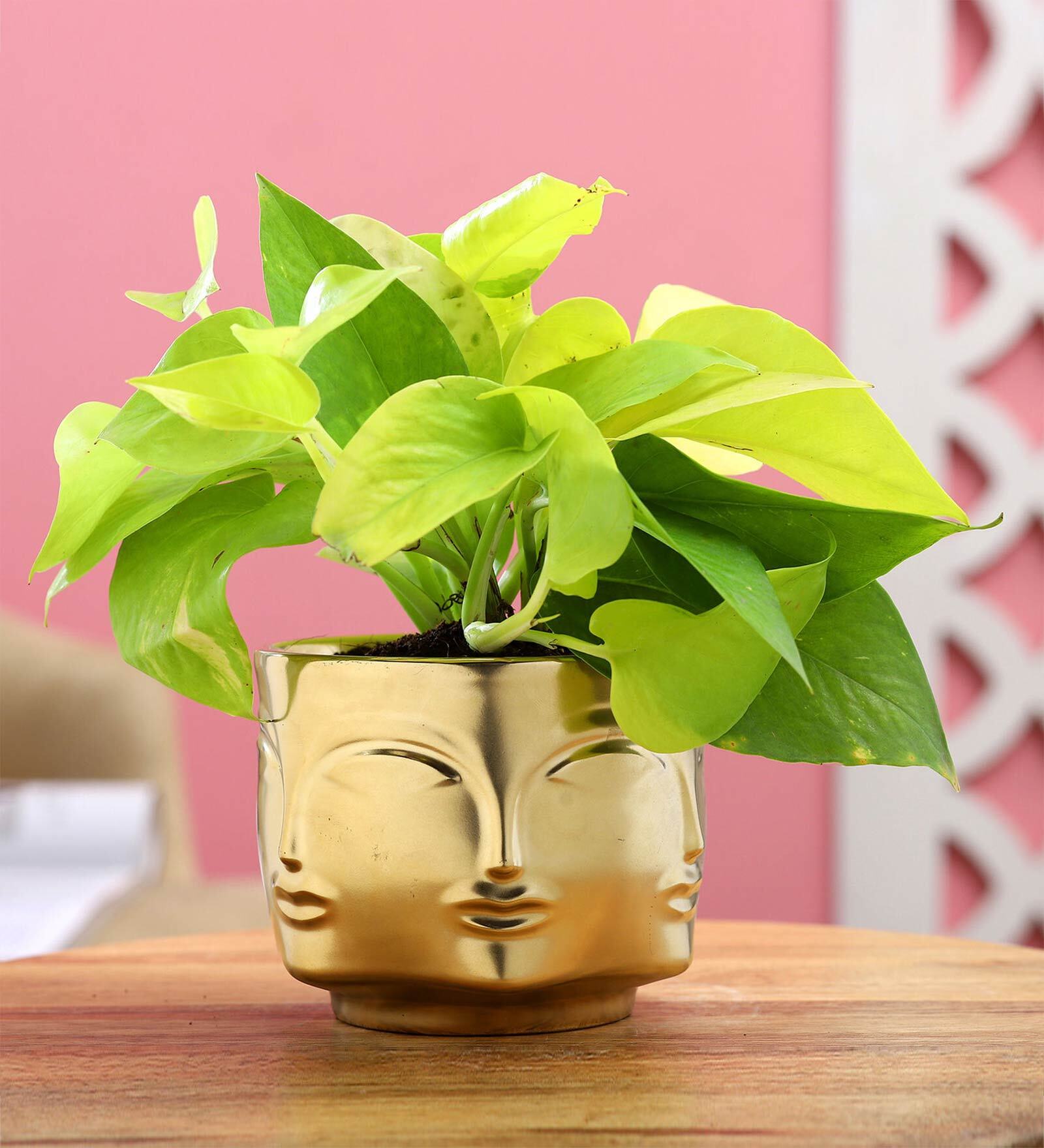 Golden Money Si With Pot Natural Plant