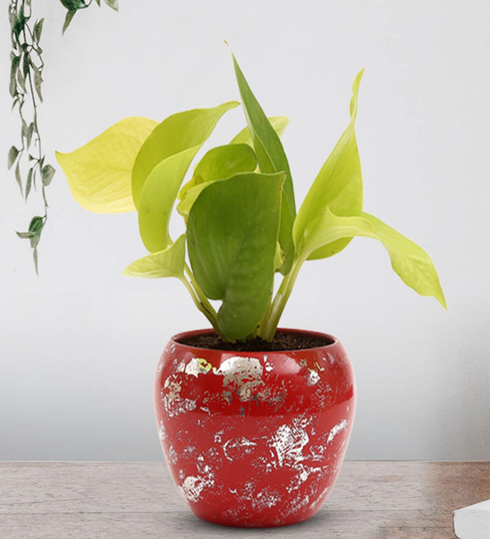 Golden Money Natural Plant In Red Metal Pot,
