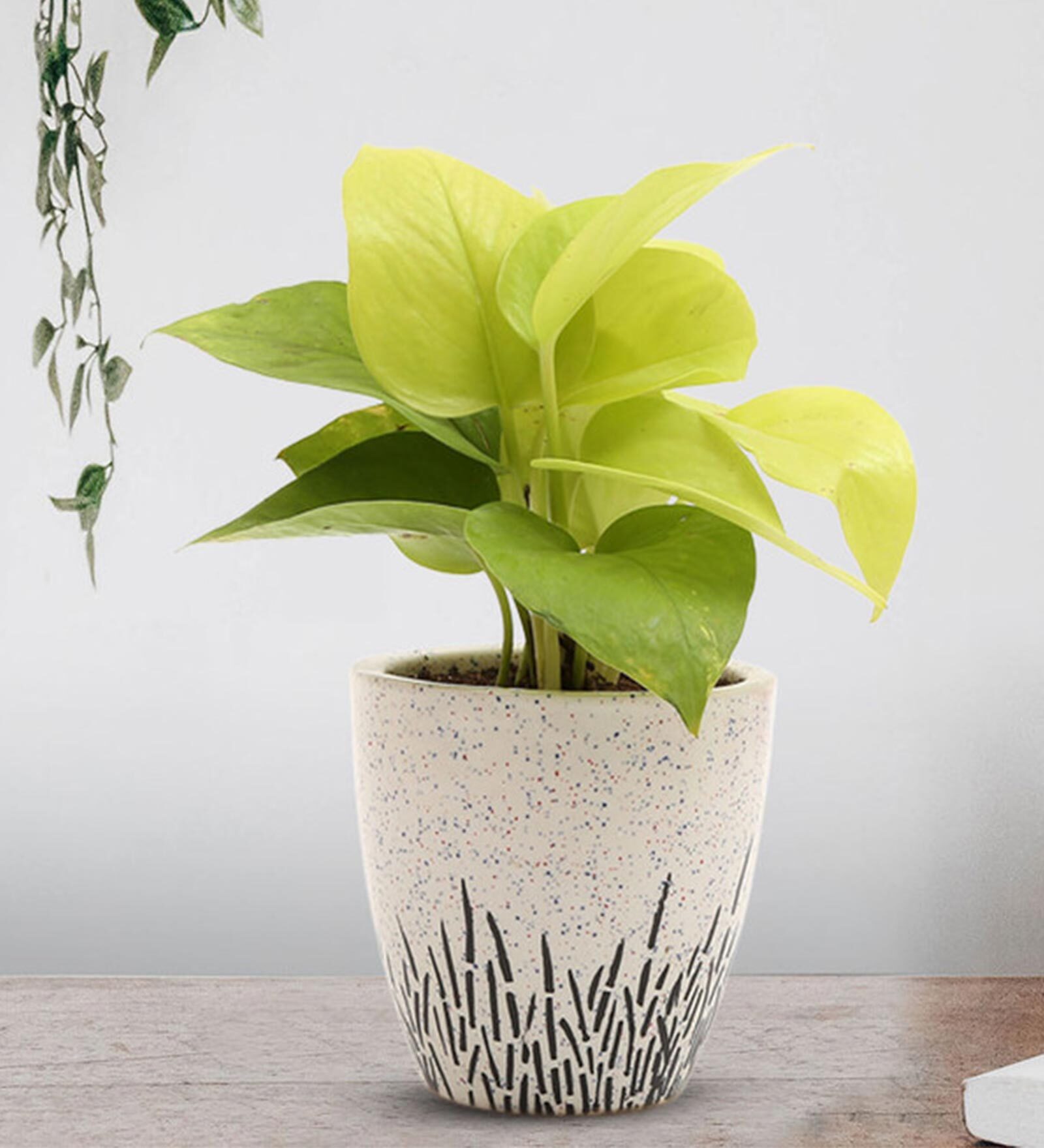 Golden Money Natural Plant In White Ceramic Pot,