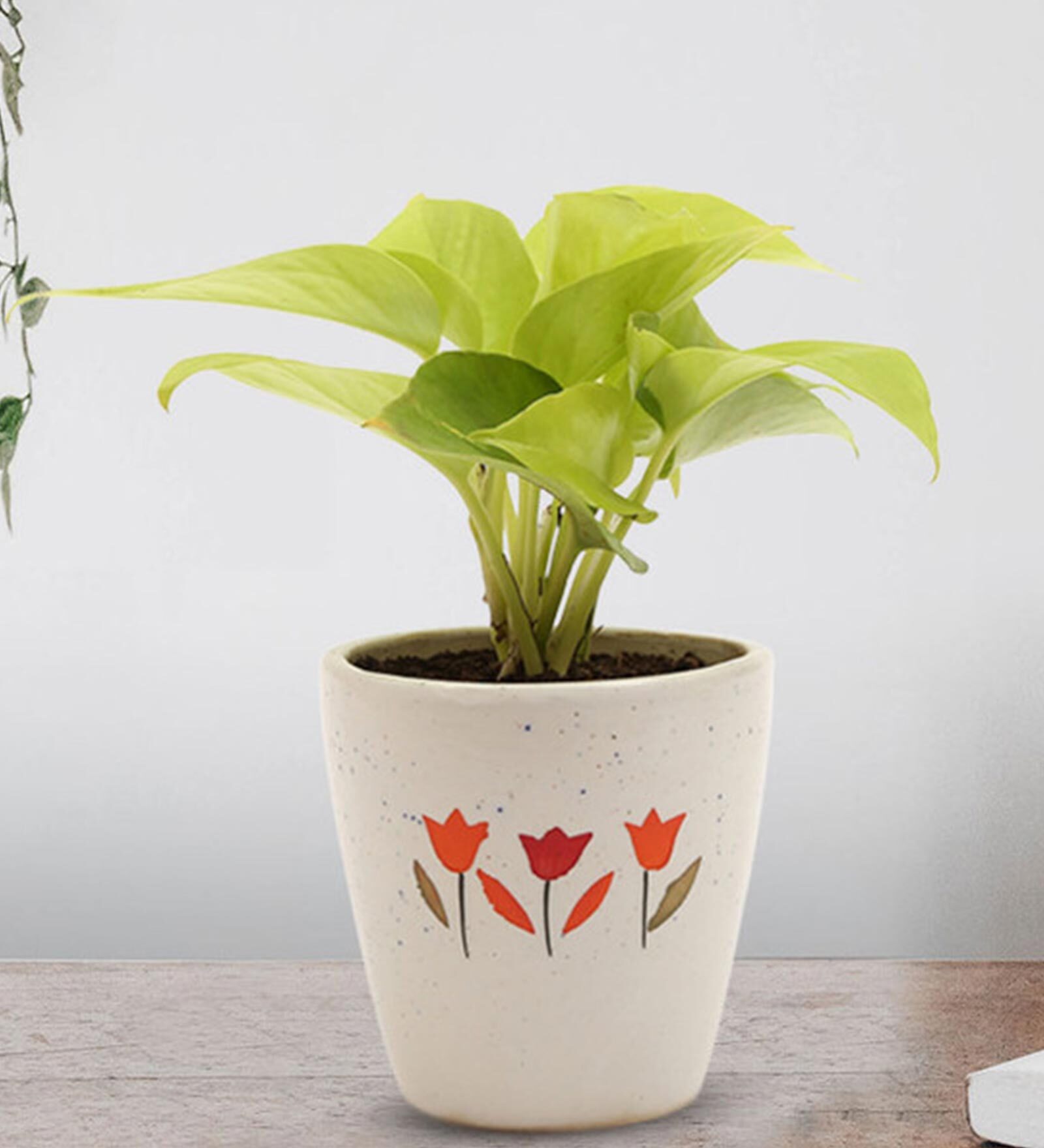 Golden Money Natural Plant In White Ceramic Pot,