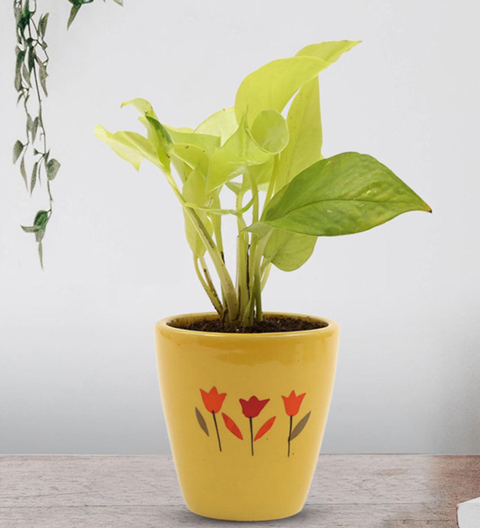 Golden Money Natural Plant In Yellow Ceramic Pot,