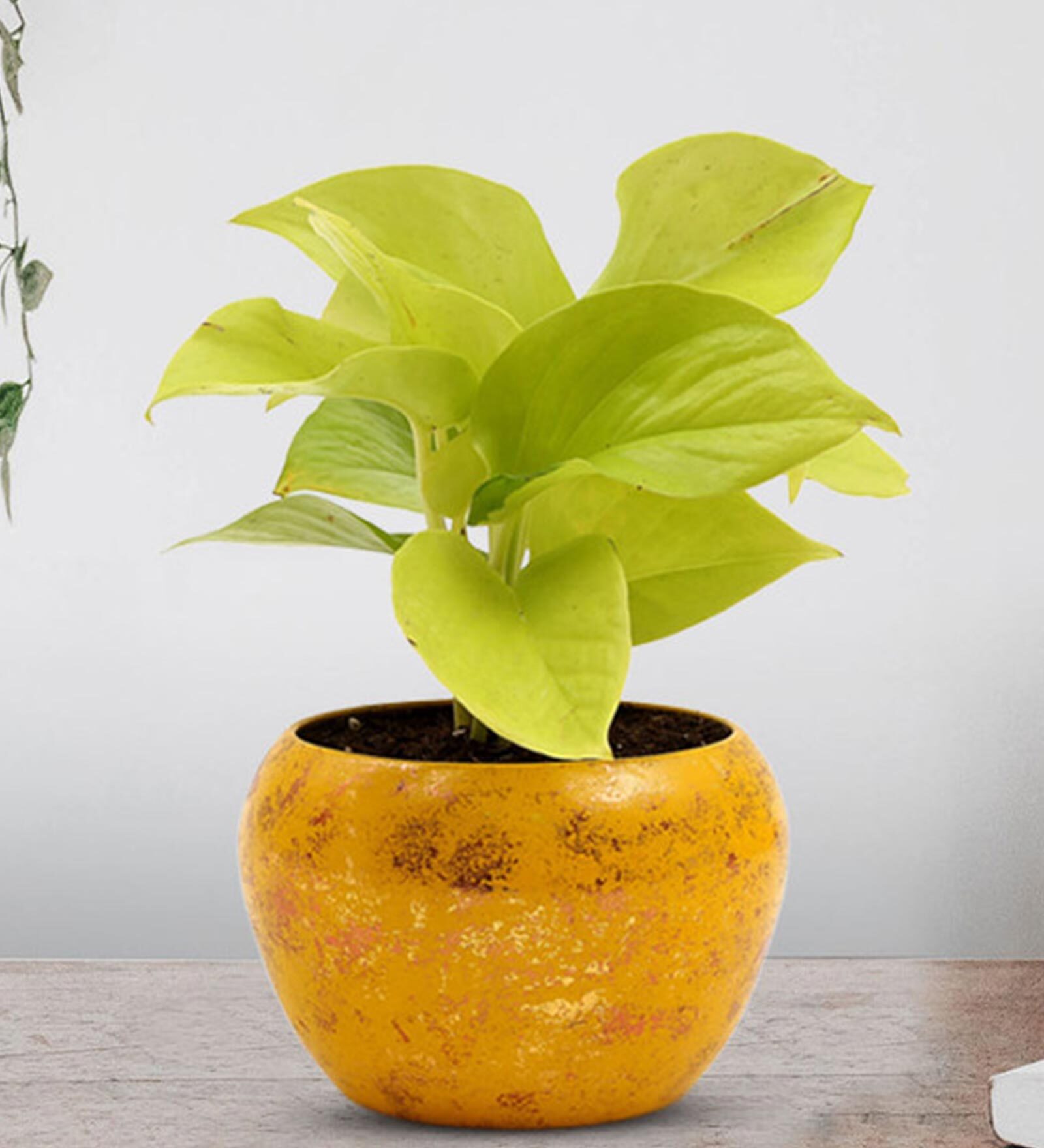 Golden Money Natural Plant In Yellow Metal Pot,