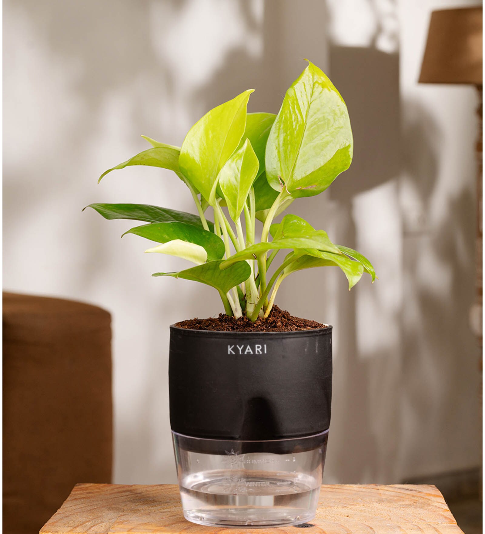 Golden Money Plant With Self Watering  Pot- Black