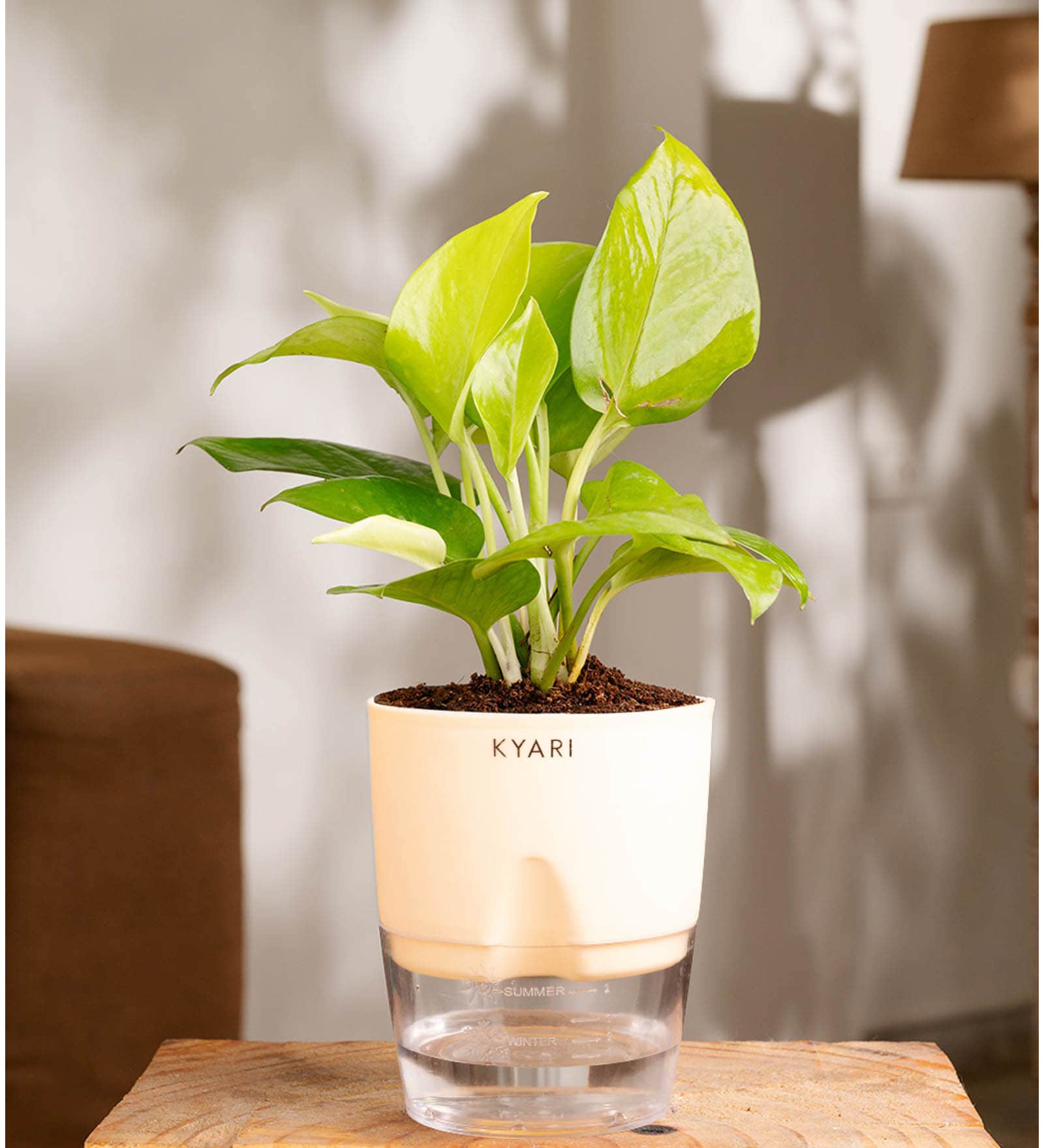 Golden Money Plant Plant With Self Watering  Pot- Cream