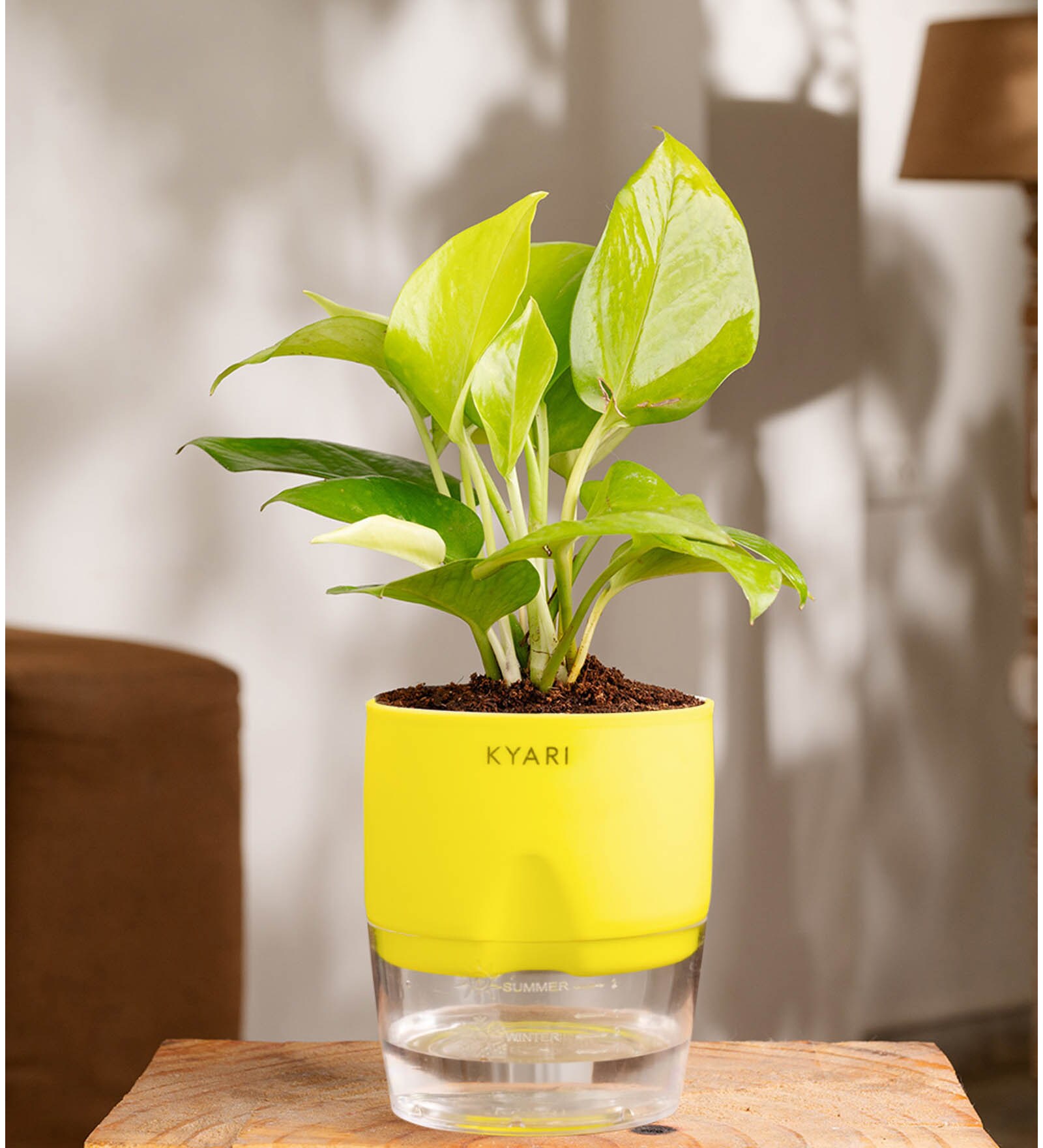 Golden Money Plant With Self Watering  Pot- Yellow
