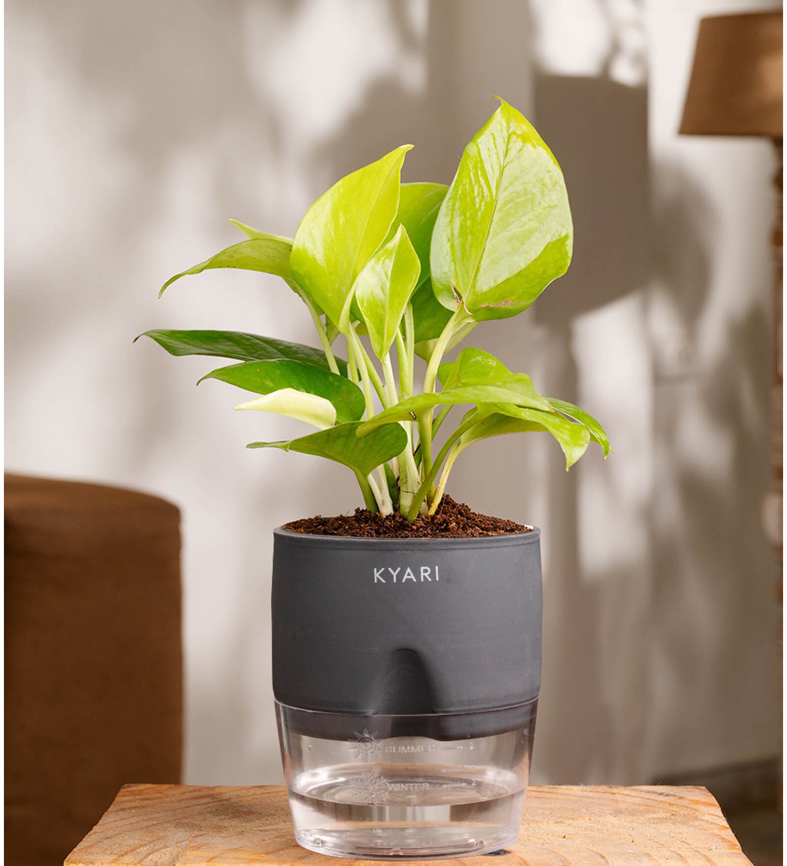 Golden Money Plant Plant With Self Watering  Pot- Grey
