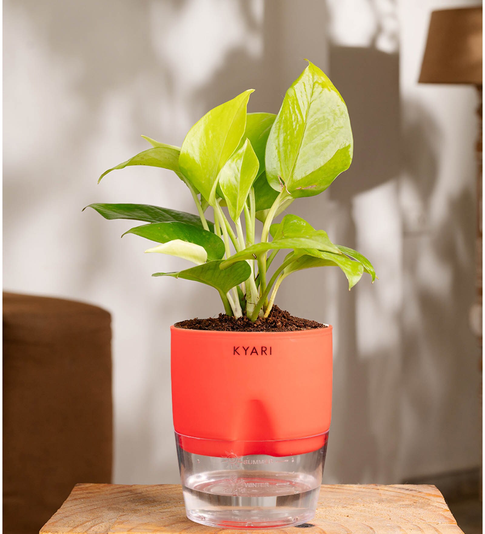 Golden Money Plant With Self Watering  Pot- Red