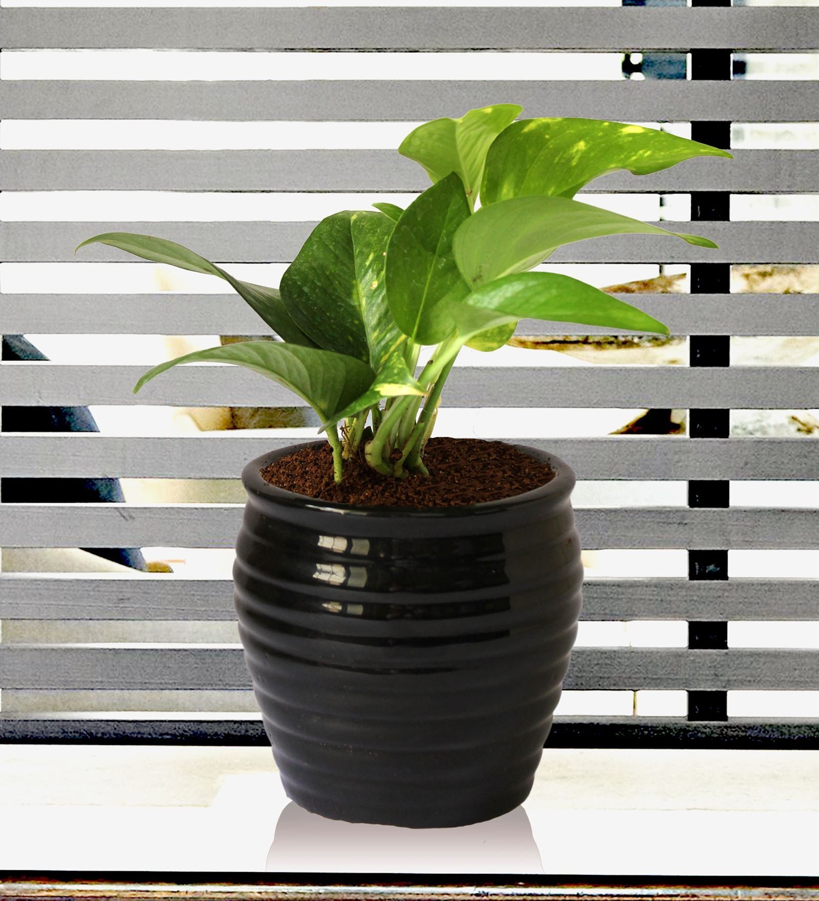 Buy Good Luck Air Purifying Money Plant in Black Ceramic Pot by Rolling