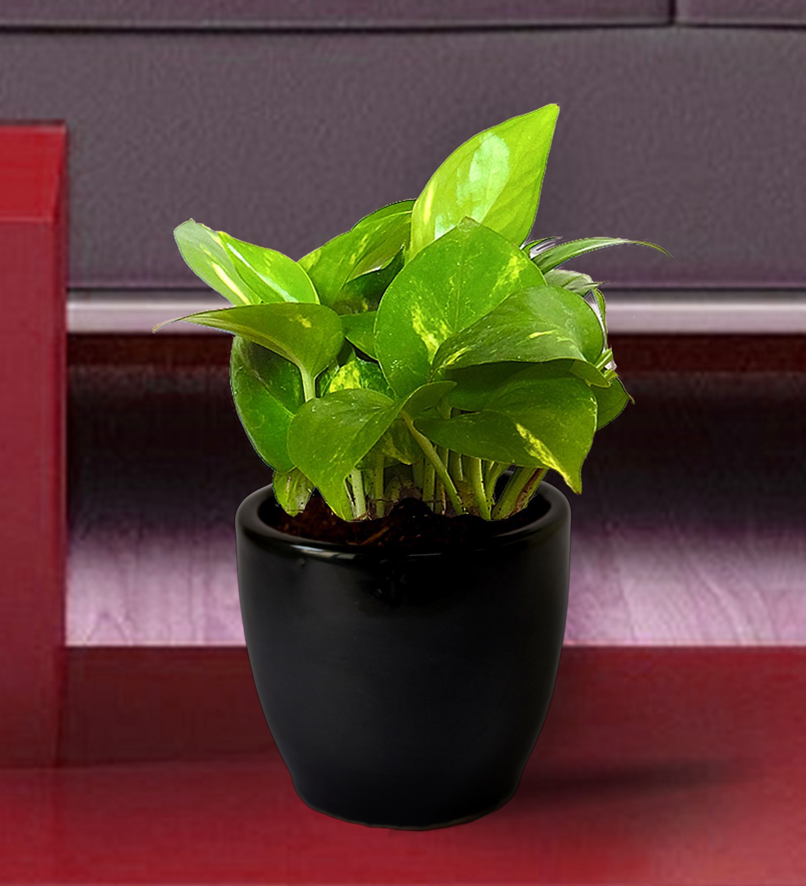 Buy Good Luck Air Purifying Money Plant in Black Pear Ceramic Pot by