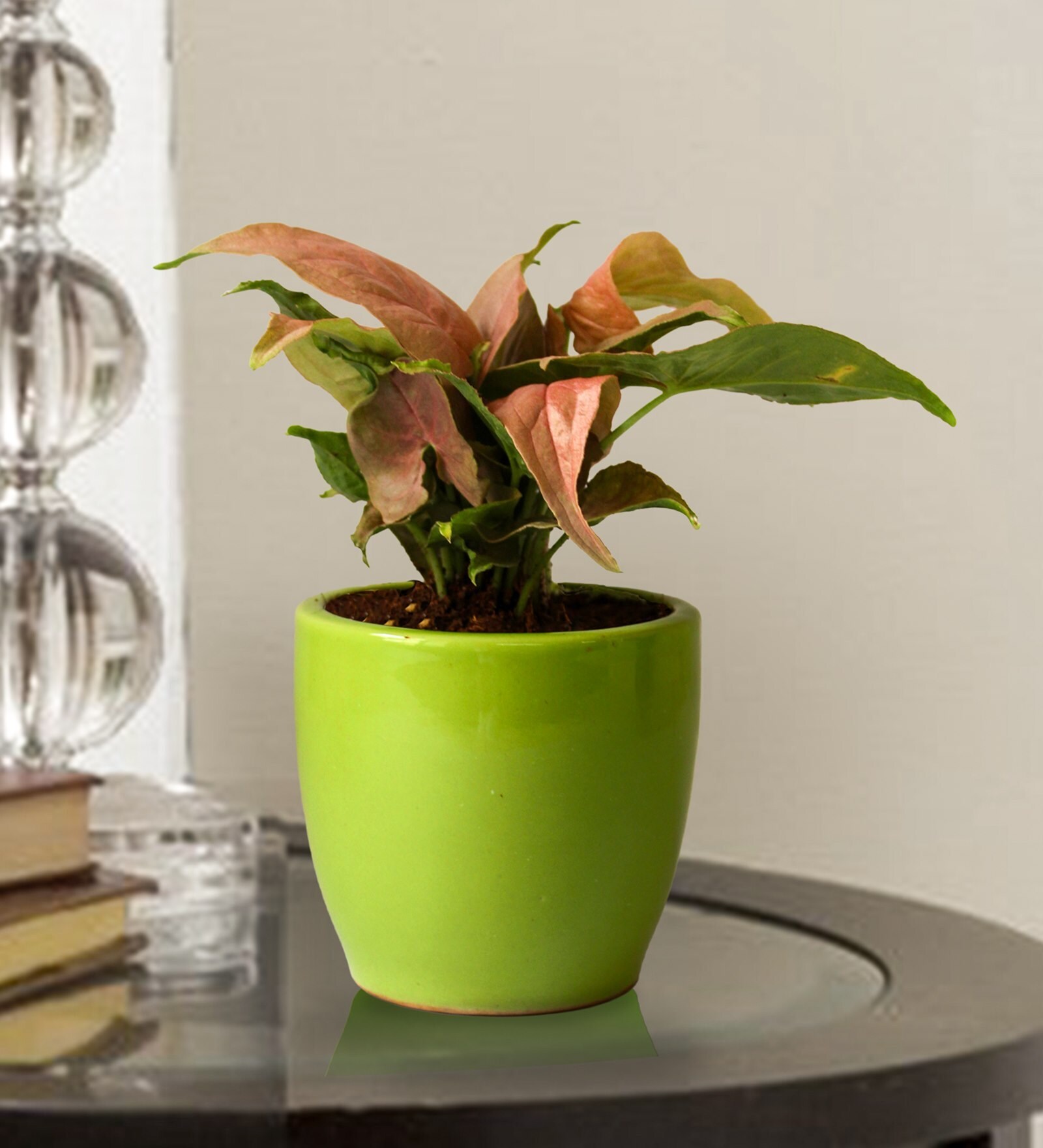 Good Luck Air Purifying Pink Syngonium Plant in Green Pear Ceramic Pot