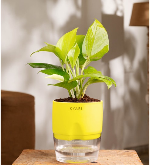 Golden Money Plant With Self Watering  Pot- Yellow