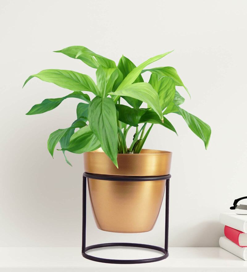 Buy Gold Metal Amy Floor Planter by Ecofynd Online Floor Planters