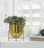 Gold Aluminium Tess Pot
