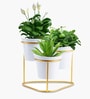 (1Pc) Gold Metal Plant Stand