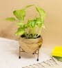 Gold Finish Metal Apple Shape Attractive Planter