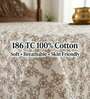 Gold Grace Double 186 TC Cotton Bedsheet With 2 Matching Pillow Covers