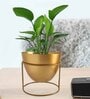 Gold Metal Alle Desk Pot Desk Pot