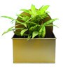 Gold Metal Mounted Hanging Planter
