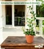 Gold Triangle Planter Stand For Climbing Plants
