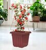 Gold Triangle Planter Stand For Climbing Plants