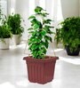 Gold Triangle Planter Stand For Climbing Plants