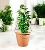 Gold Triangle Planter Stand For Climbing Plants