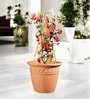 Gold Star Planter Stand For Climbing Plants