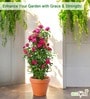 Gold Triangle Planter Stand For Climbing Plants