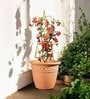 Gold Circul Planter Stand For Climbing Plants