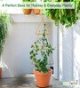 Gold Triangle Planter Stand For Climbing Plants