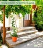 Gold Circul Planter Stand For Climbing Plants