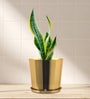 Gold Metal Round Planter