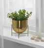 Golden Aluminium Tess Pot