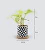 Golden Money Natural Plant In Abstract Wooden Plate Ceramic Pot