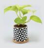 Golden Money Natural Plant In Abstract Wooden Plate Ceramic Pot