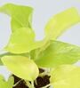 Golden Money Natural Plant In Abstract Wooden Plate Ceramic Pot