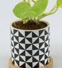 Golden Money Natural Plant In Abstract Wooden Plate Ceramic Pot