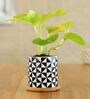 Golden Money Natural Plant In Abstract Wooden Plate Ceramic Pot