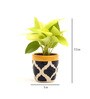 Golden Money Natural Plant In Blue Ceramic Pot,